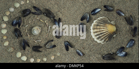 Meeresfrüchte Muscheln auf sand Stockfoto