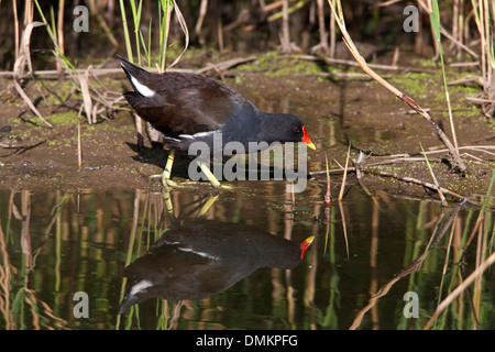 Gemeinsamen Moorhen Gallinula Chloropus Erwachsenen in der Zucht Gefieder am Rand des Wassers mit Reflexion Stockfoto