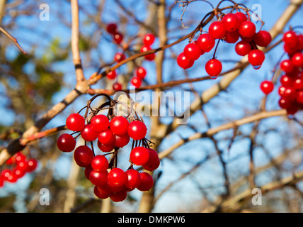 Guelder Rose Viburnum Opulus Beere Cluster Stockfoto