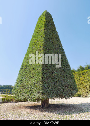 Eines schönen immergrünen getrimmten Sträucher gefunden im Garten von Versailles, Frankreich Stockfoto