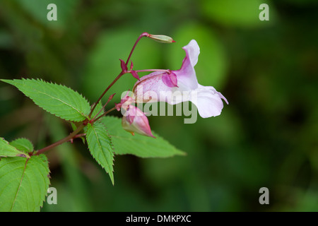 Himalaya-Springkraut Impatiens Glandulifera Nahaufnahmen von Blumen Stockfoto