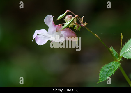 Himalaya-Springkraut Impatiens Glandulifera Nahaufnahme Blume Stockfoto