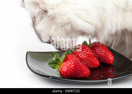 Weiße Katze frisst sorgfältig frische rote Erdbeere aus schwarzen Platte Stockfoto