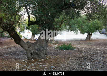 Olivenbäume wachsen auf Foki Strand in der Nähe von Fiscardo Kefalonia, Griechenland Stockfoto