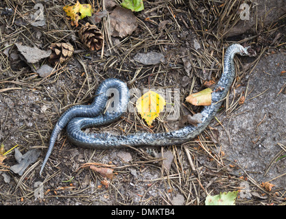 Wahrscheinlich ist Fragilis, Blindschleiche, alte Haut mit Muscheln deutlich sichtbar auf den Waldboden Stockfoto