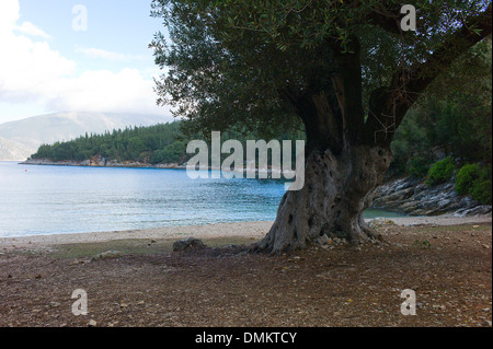 Olivenbäume wachsen auf Foki Strand in der Nähe von Fiscardo Kefalonia, Griechenland Stockfoto