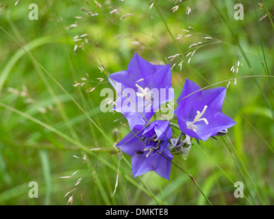 Campanula Persicifolia, Pfirsich blättrige Glockenblume, in einer grünen Sommerwiese Stockfoto