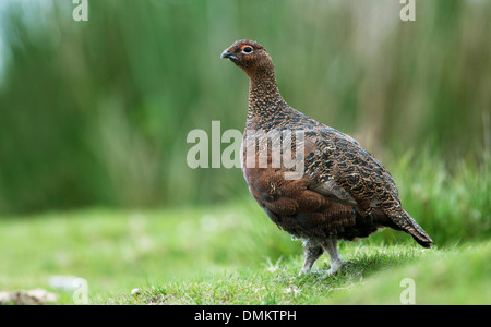 Moorschneehuhn (Lagopus Lagopus Scoticus), Sicht mit das Moorschneehuhn des europäischen Kontinents. Männchen im Sommer. Stockfoto