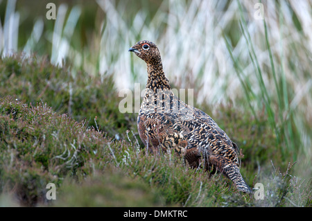 Moorschneehuhn (Lagopus Lagopus Scoticus), Sicht mit das Moorschneehuhn des europäischen Kontinents. Stockfoto