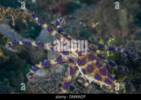 Blauer Ring Krake (Hapalochlaena Maculosa), seine Tentakeln Abfackeln. Lembeh Straße, Indonesien. Stockfoto