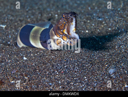 Clown-Schlangenaal (Ophichthus Bonaparti) stürzt sich aus seinem Loch im Sand und knurrt beim Fotografen. Lembeh Straße, Indonesien. Stockfoto