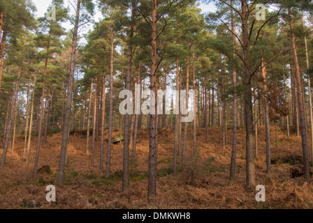 Ein Foto von einer Gruppe von Bäumen an einem Hang im Wald, vor den Toren Center parcs Stockfoto