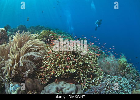 Scuba Diver schwebt über Korallenriff mit Anthias tropischen Fischen. Stockfoto