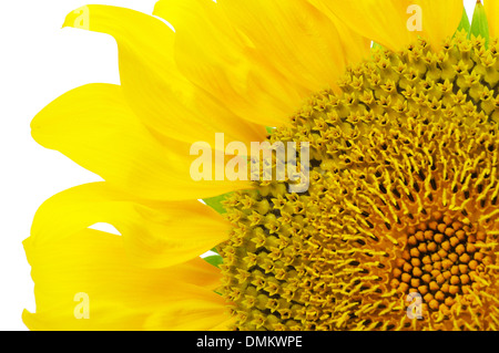 ein Viertel der Sonnenblume Datenträger Stockfoto