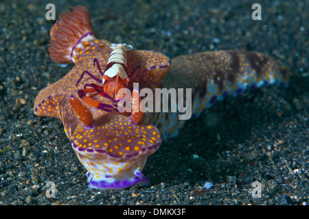 Kaiser-Garnelen (Periclimenes Imperator) Anhängekupplungen eine Fahrt auf Nacktschnecken (Ceratosoma Tenue). Stockfoto