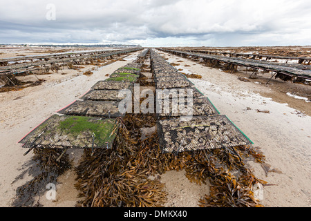 Austernzucht bei Ebbe in der Nähe von Seymour Turm, Jersey, Kanalinseln, Großbritannien Stockfoto