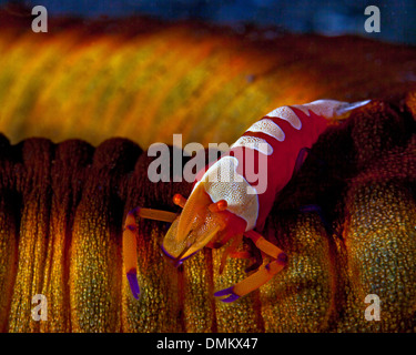 Makro-Bild des Kaisers Garnelen (Periclimenes Imperator) auf orange und gelbe Seegurke. Lembeh Straße, Indonesien. Stockfoto