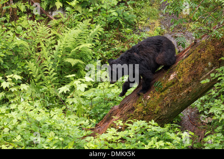 Schwarzer Bär gefallenen Baumstamm hinunter Anan Tierwelt Observatory, Tongass National Forest, Southeast Alaska Stockfoto