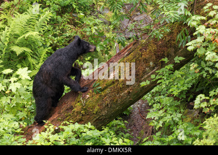 Schwarzer Bär klettert gefallenen Baumstamm, Anan Tierwelt Observatory, Tongass National Forest, Southeast Alaska Stockfoto