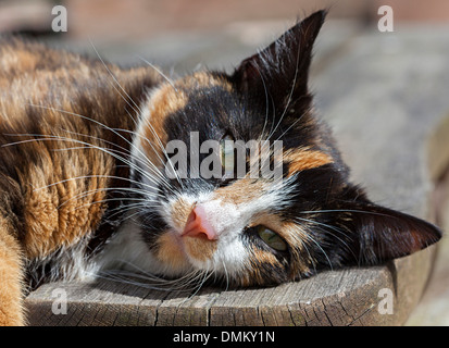 Schildpatt Katze mit rosa Nase, UK Stockfoto