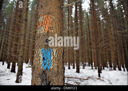 Alten Wanderwege Markierungen mit Rotkreuz- und blauen Streifen auf einer Tanne Stockfoto