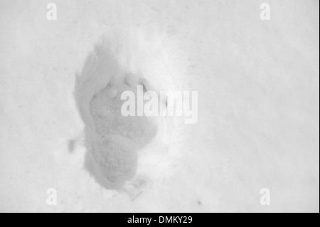 Frische großer Bär Spur im Tiefschnee Stockfoto