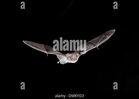 Lange-fingriger Fledermaus, Myotis Capaccinii im Flug Stockfoto