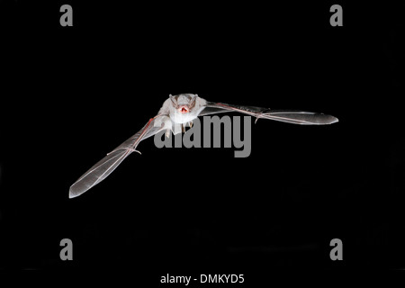 Lange-fingriger Fledermaus, Myotis Capaccinii im Flug Stockfoto