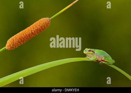 Mediterrane Treefrog (Hyla Meridionalis) in einem Rohrkolben Stockfoto