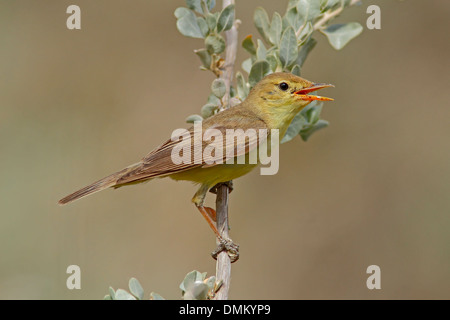 Orpheusspötter, Hippolais Polyglotta in einem Busch Stockfoto