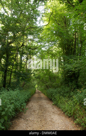 Eine ruhige Landstraße in Dorset schneidet einen geraden Weg durch den Wald. Bäume und Unterholz sind üppig und grün mit Sommer Laub. England, UK. Stockfoto