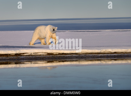 Eisbären gehen auf Schnee bedeckt Barter Island Kaktovik Alaska USA auf der Beaufort-See arktische Ozean Stockfoto