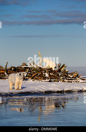 Zwei Eisbären in der Walknochen Stapeln auf Tausch Insel mit Reflexionen in Kaktovik Lagune Alaska USA Beaufortsee arktischen Ozean Stockfoto