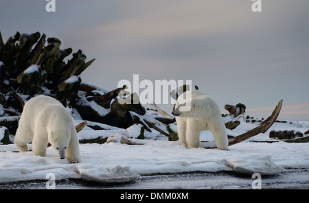 Zwei Eisbären in der Walknochen Stapeln auf Tausch Insel Kaktovik Alaska USA auf der Beaufort-See arktische Ozean Stockfoto