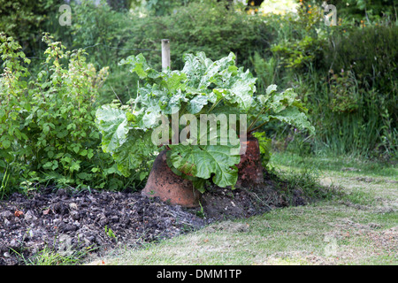 Rhabarber in Töpfe zu zwingen Stockfoto