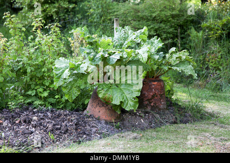 Rhabarber in Töpfe zu zwingen Stockfoto