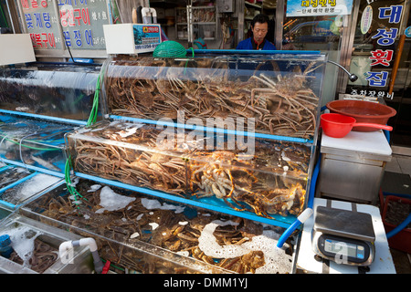 Outdoor-Leben Spinne Krabben auf dem Display vor Sashimi Restaurant Dongnae Shijang - Busan, Südkorea Stockfoto