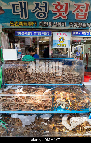 Outdoor-Leben Spinne Krabben auf dem Display vor Sashimi Restaurant Dongnae Shijang - Busan, Südkorea Stockfoto