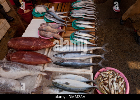 Verschiedene frische Fische stehen am Jagalchi Shijang (traditionelle outdoor-Markt) - Busan, Südkorea Stockfoto
