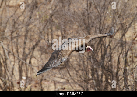 mit Kapuze Geier Necrosyrtes Monachus im Flug Stockfoto