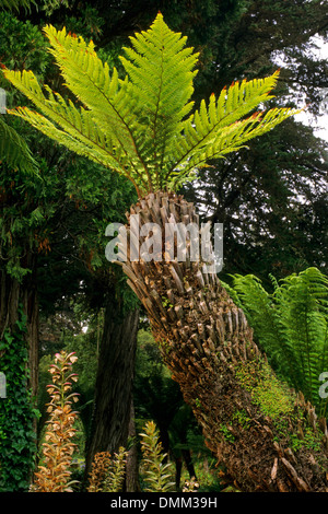 Farn-Baum im Golden Gate Park, San Francisco, Kalifornien Stockfoto