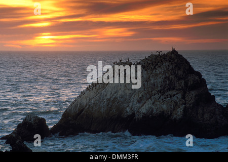 Seevögel auf Seal Rocks, in der Nähe von Cliff House, San Francisco, Kalifornien Stockfoto