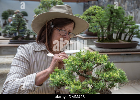 Freiwilligen Gärtner am National Arboretum in Canberra Australien arbeiten mit der Bonsai-Sammlung Stockfoto