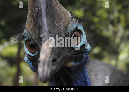 Südlichen Kasuar Nahaufnahme Stockfoto