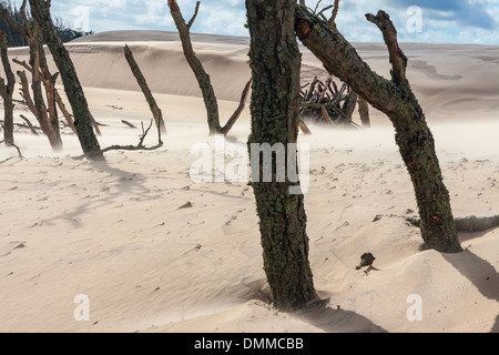 Blick auf toten Wald und Bewegungssand - Dünen, Leba, Polen. Stockfoto