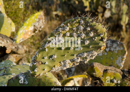 Schmierlaus (Dactylopius Coccus) auf Feigenkaktus (Opuntia Ficus-Indica) Andalusien, Spanien. Stockfoto