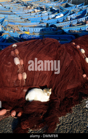 Weiße Katze im frühen Morgenlicht sitzen auf Netze auf Boote der Fischer vertäut im Hafen von Essaouira, Marokko Stockfoto