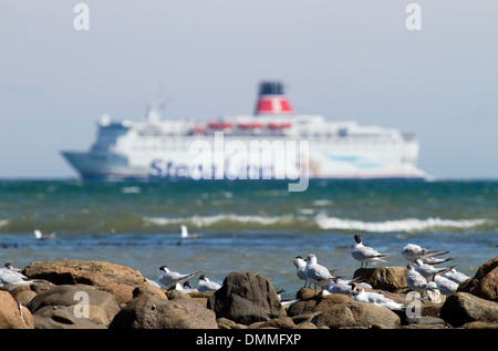 Seevögel und eine Fähre Frederikshavn nähert. Stockfoto