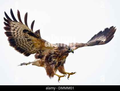 Ein Mäusebussard in Sieversdorf, Deutschland, 15. Dezember 2013 fotografiert. Der Mäusebussard (lat. Buteo Buteo) ist eine mittlere bis große Raubvogel, deren Spektrum umfasst einen Großteil Europas und erstreckt sich in Asien. Das Gefieder kann von fast reinem weiß bis schwarz variieren, aber ist in der Regel Schattierungen von Braun, mit einem blassen "Halskette" Federn. Ein großer Opportunist, es passt sich gut an eine abwechslungsreiche Ernährung der Fasan, Kaninchen, andere kleine Säugetiere, mittelgroße Säugetiere, Schlangen und Eidechsen, und oft zu Fuß über die vor kurzem Äckern auf der Suche nach Würmern und Insekten zu sehen. Foto: PATRICK PLEUL/Dpa NO WIRE SERVICE Stockfoto