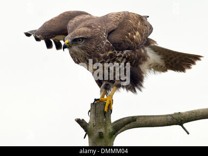 Ein Mäusebussard in Sieversdorf, Deutschland, 15. Dezember 2013 fotografiert. Der Mäusebussard (lat. Buteo Buteo) ist eine mittlere bis große Raubvogel, deren Spektrum umfasst einen Großteil Europas und erstreckt sich in Asien. Das Gefieder kann von fast reinem weiß bis schwarz variieren, aber ist in der Regel Schattierungen von Braun, mit einem blassen "Halskette" Federn. Ein großer Opportunist, es passt sich gut an eine abwechslungsreiche Ernährung der Fasan, Kaninchen, andere kleine Säugetiere, mittelgroße Säugetiere, Schlangen und Eidechsen, und oft zu Fuß über die vor kurzem Äckern auf der Suche nach Würmern und Insekten zu sehen. Foto: PATRICK PLEUL/Dpa NO WIRE SERVICE Stockfoto